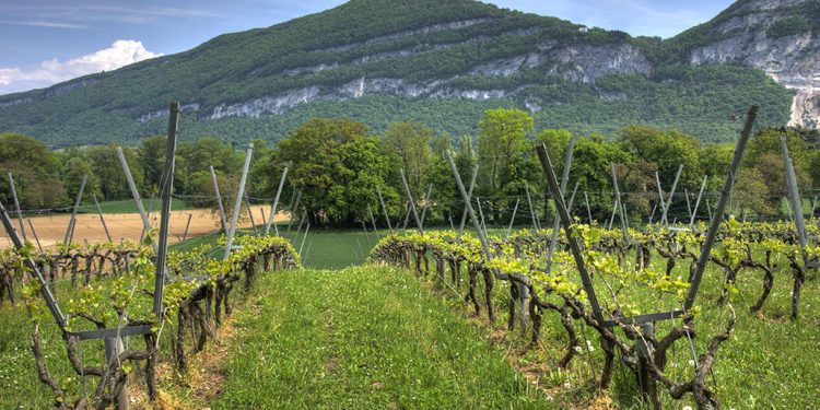 Bruselas prepara nuevas iniciativas para impulsar el sector de la agricultura ecológica